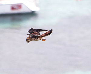 American Kestrel, Saint Lucia.